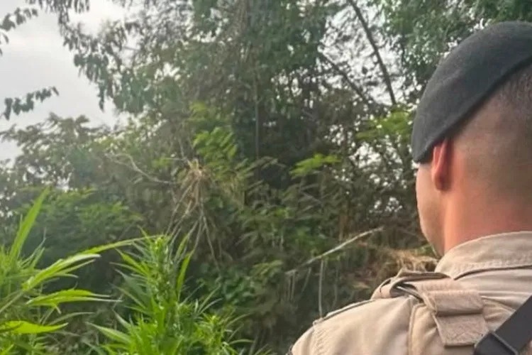 Operação desmonta 'estufa do tráfico' com mais de 3 mil pés de maconha no Sudoeste Baiano