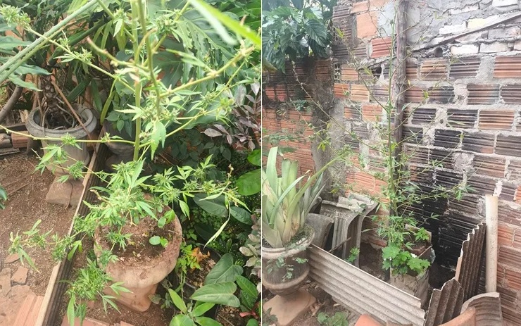 Denúncia de violência doméstica leva à prisão de homem e apreensão de pés de maconha em Mortugaba