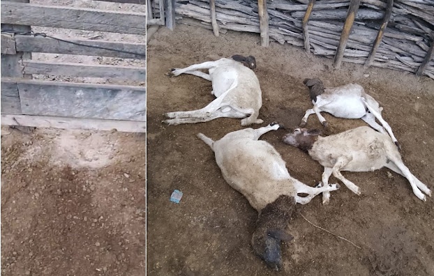 Ataque de cães mata quatro ovelhas e deixa 12 feridas na região sisaleira