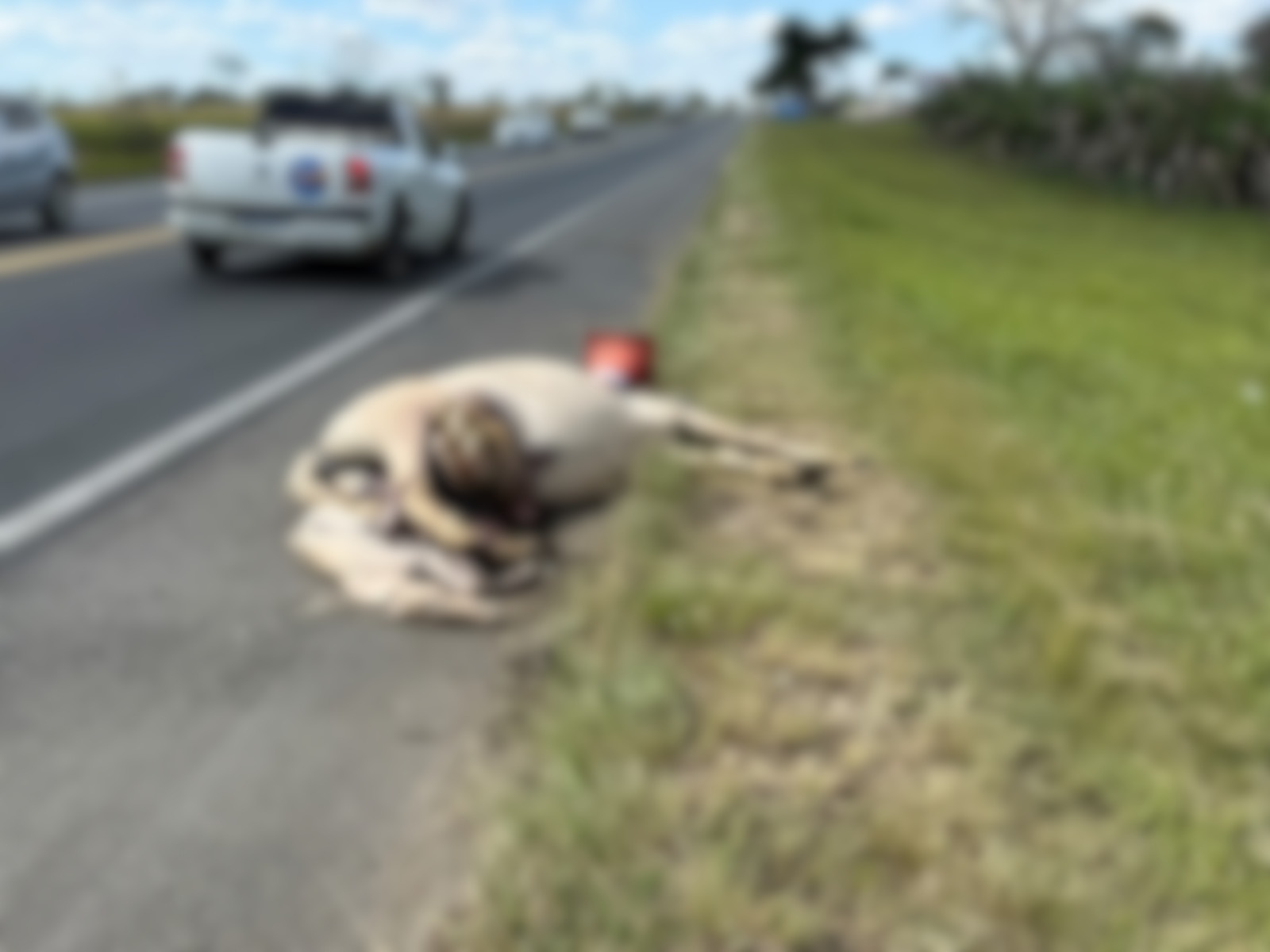 Égua prenhe morre após ser atropelada às margens da BR-116, em Jaguaquara