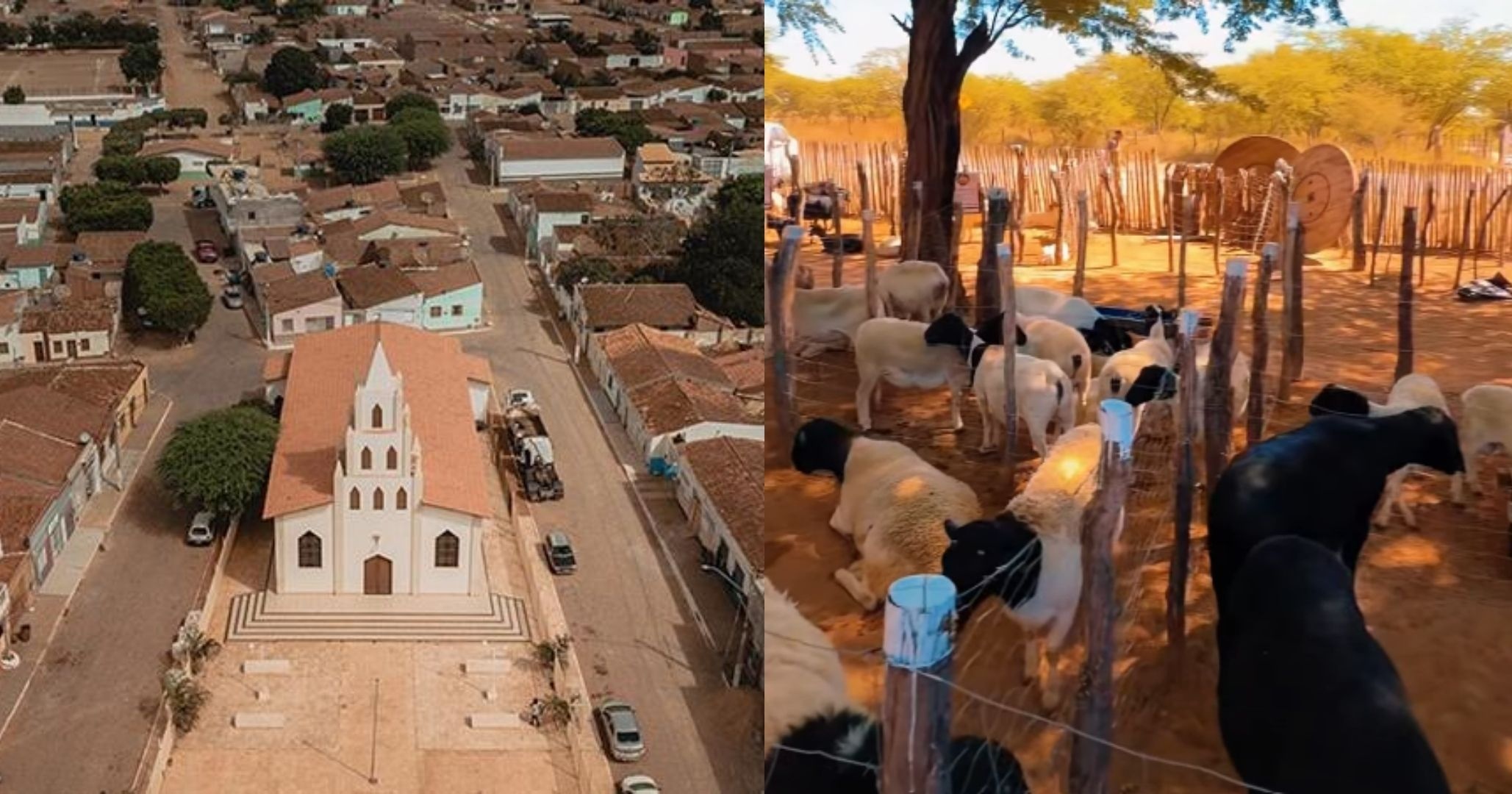 Ourolândia regulamenta lei contra abandono de animais com multa de até R$ 2,6 mil para tutores