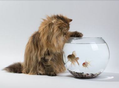 Dona Flor: Centrão namora com Bolsonaro e mantém relacionamento sério com Maia