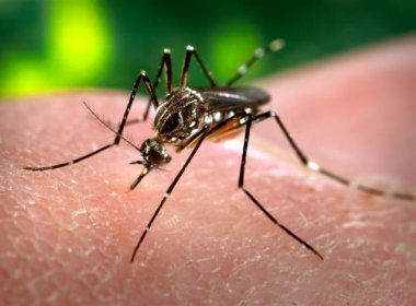 Bahia é o estado nordestino com mais casos de dengue entre janeiro e março