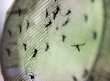 Brasil vai testar vacina contra dengue em humanos