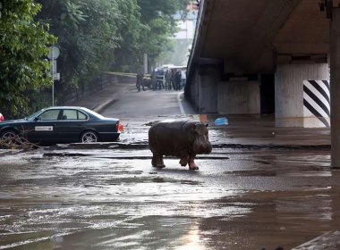 Inundação na Geórgia faz animais fugirem de zoológico