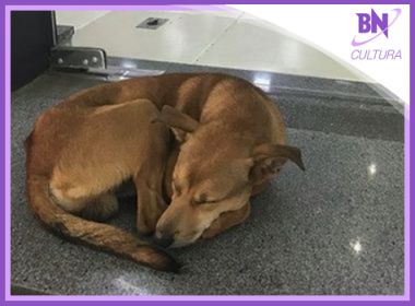 Destaque em Cultura: Câmeras de segurança flagram cachorro 'roubando' obra em livraria
