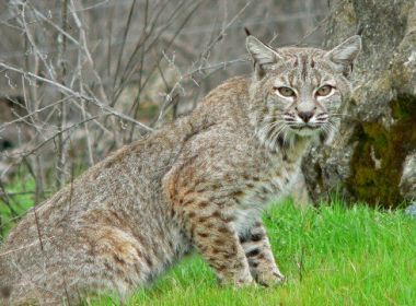 Mulher mata lince com as próprias mãos após ser atacada