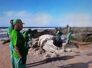 Baleia jubarte é encontrada morta na praia de Armação