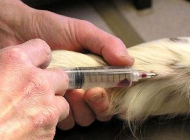 Aprovada no RJ, lei que proíbe eutanásia de cães e gatos pode ser proposta na Bahia