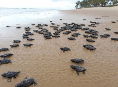 Mais de 100 tartarugas foram encontradas mortas neste ano no sul da Bahia, diz Tamar
