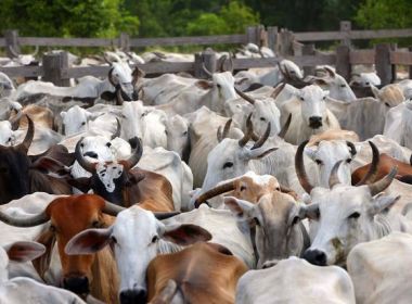 Participação da Agropecuária cresce 15% no PIB baiano em 2018; Indústria tem queda