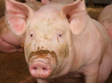 Pesquisadores desenvolvem combustível menos poluente a partir de dejetos de porcos