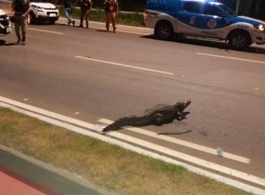 Jacaré de 2 metros é capturado na Avenida 29 de Março