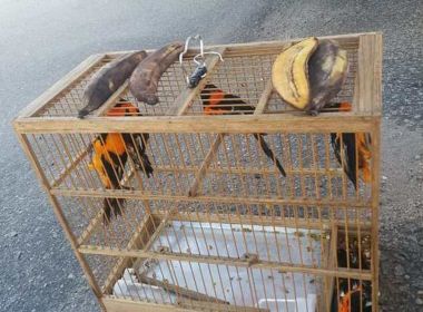 PRF resgata animais silvestres escondidos em caminhão de carga perto de Encruzilhada