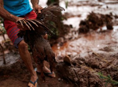 Ibama vÃª falha no resgate de animais e aplica multa diÃ¡ria de R$ 100 mil Ã  Vale