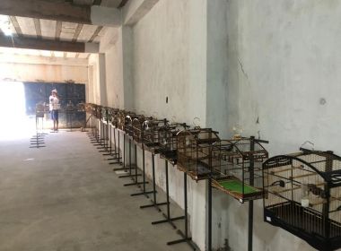 Polícia ambiental apreende 90 aves em torneio irregular; 21 pessoas foram detidas