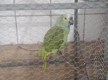 Papagaio grita 'Mamãe, Polícia!' em chegada de PMs e é apreendido em ponto de tráfico
