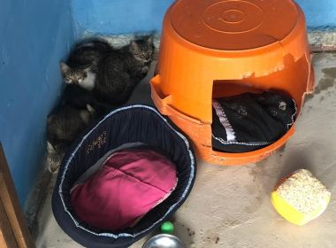 Gatos são encontrados mortos em casa de Salvador; 12 são resgatados com vida