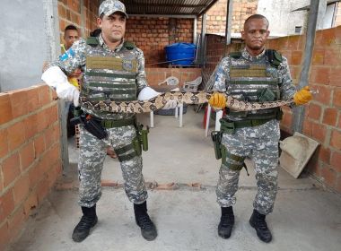 Jiboia com mais de 2 metros é encontrada dentro de casa em Salvador