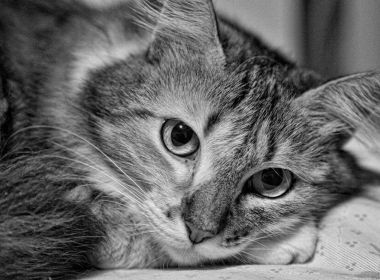 STJ libera animais de estimação em condomínio caso não causem risco à tranquilidade