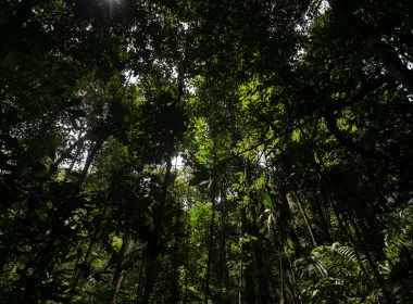 Brasil é o país que mais muda leis que protegem a Amazônia, segundo estudo