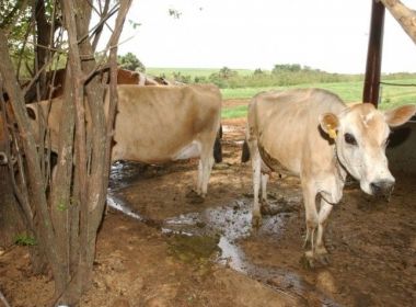Governo suspende exportaÃ§Ã£o de carne bovina para a China apÃ³s caso de 'vaca louca'