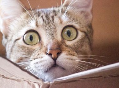 Senado aprova projeto que classifica animais como sujeitos de direitos e não coisas