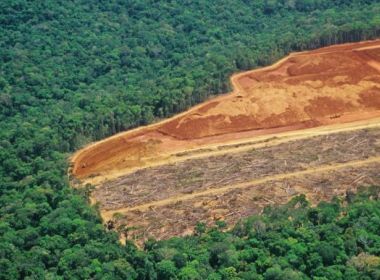 Desmatamento da Amazônia cresceu 15% em 12 meses, aponta Imazon