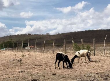 Governo decreta situação de emergência de quatro cidades da Bahia por estiagem e seca