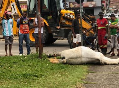 SAJ: Cavalo arremessa cavaleiro e morre eletrocutado por fio solto de poste