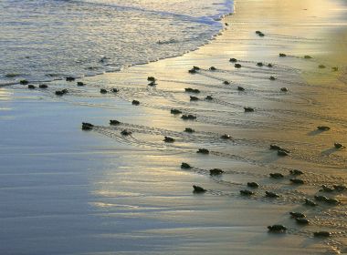 Projeto Tamar anuncia marca de 40 milhões de tartarugas protegidas