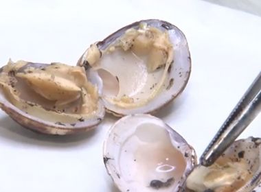 Óleo das praias é encontrado em aparelhos digestivos e respiratórios de peixes e mariscos