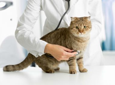 Primeiro caso de animal com coronavírus é detectado; gato foi diagnosticado na Bélgica