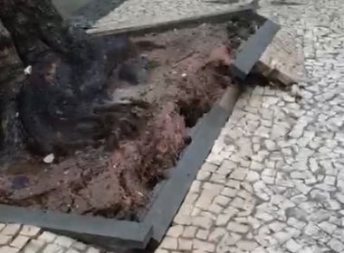 Moradores da Vitória reclamam do corte de raízes de árvores centenárias em obra