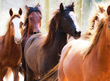 Soro a partir de plasma de cavalos é aposta brasileira para combate à Covid-19