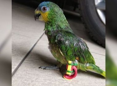 Papagaio ganha prótese em 3D após problema na pata