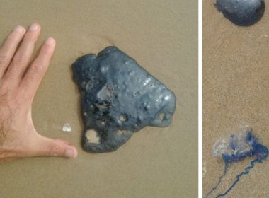 Limpurb remove 15kg de óleo entre Piatã e Jaguaribe; tartaruga foi encontrada morta