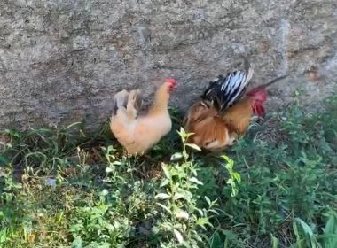 Após comprar galo e galinha para ajudar filho autista, mãe é denunciada no Paraná