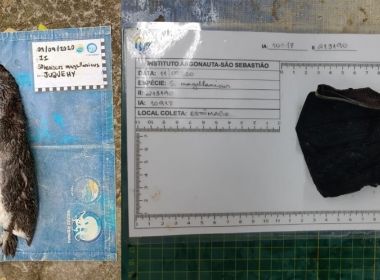 Necropsia em pinguim achado em praia de SP mostra que ingestão de máscara causou morte