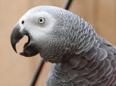 Zoológico isola papagaios após animais xingarem visitantes do local 