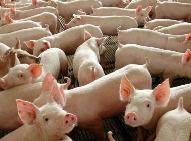 Ministério da Agricultura confirma peste suína clássica no Piauí