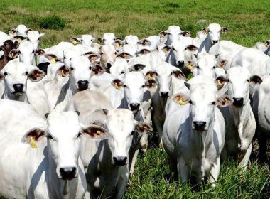 Maior produtor de carne do país, MT pode não ter gado para abate a partir de 2021