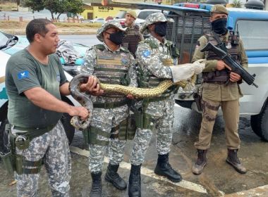 Guarda Civil realiza mais dois resgates de animais silvestres na praia de Jaguaribe
