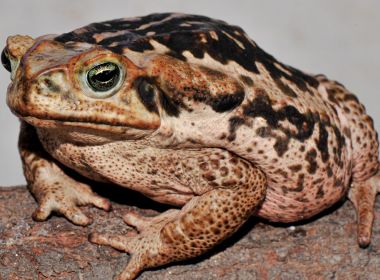Funcionário de bar se recusa a fritar sapo e caso acaba em tiro