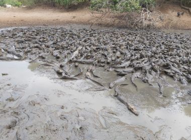 Açude seca e 5 mil jacarés podem morrer após ficarem 'atolados' no pantanal