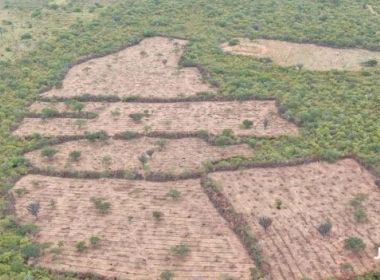 Mirangaba: Polícia encontra 152 mil pés de maconha em fazenda