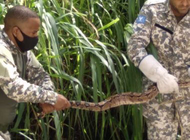 Cobra de quase dois metros é resgatada em terreno no bairro de Brotas