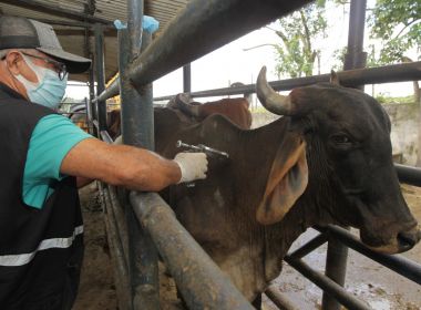 Bahia deve vacinar mais de 10 mi de animais contra a aftosa até o final de maio