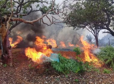 Operação Fusarium II: PF faz operação para cultivo de maconha na Bahia e Pernambuco