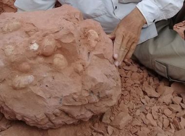 Ovos de crocodilo da ‘Era dos Dinossauros’ são achados em sítio em Presidente Prudente